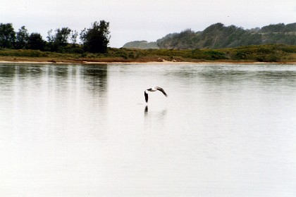 Early part of 1993 &nbsp   A  pelican flies over Burrill Lake