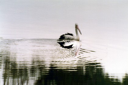 Burrill Lake is only about 280 kms from Mount Coalh