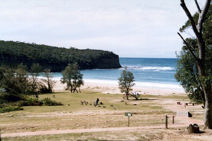 There are lots of kangaroos at the beach. The native bushland still goes to the water's edge and is not developed (ruined)