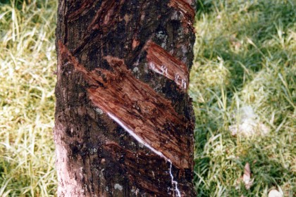 The poor thing gets hacked for tourists X times/day. Do trees feel pain?    &nbsp; Given that plants do not have pain receptors, nerves, or a brain, they do not feel pain as we members of the animal kingdom understand it.