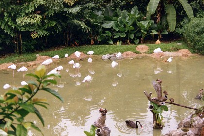 The four of us visit the K.L. Bird Park. The Bird Park is a 20.9-acre public aviary in Kuala Lumpur. It is located adjacent to the Lake Gardens within a KL green lung in Bukit Aman, close to the National Mosque.