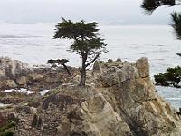 Thursday 13 June 2002 - 17 mile drive from Monterey to Carmel. The lone cypress at Pebble Beach.