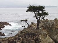 Thursday 13 June 2002 - 17 mile drive from Monterey to Carmel. The lone cypress at Pebble Beach.