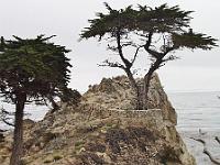 Thursday 13 June 2002 - 17 mile drive from Monterey to Carmel. The lone cypress at Pebble Beach.