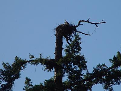 card 5 108 Saturday 2004-04-03 Mount St Helens, Washington A sea eagle or osprey has made its nest here which implies a plentiful supply of fish in the lake.