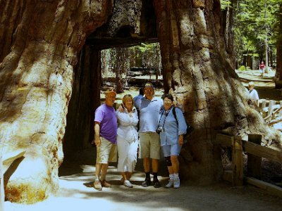 Thursday 21  June, 2007   "The base of the tree (there was no immediate information on its height) was carved out in the 1880s, and it became a tourist attraction. Cars, once they became common, were allowed to drive through it, but in recent years, the tunnel was accessible only to hikers on a 1.5-mile loop through the park, according to the United States Forest Service"