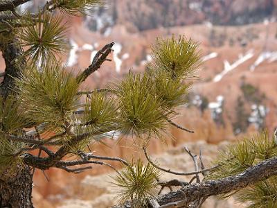 This could be a Limber Pine, so named because of its flexibility in winds. These grow at lower elevations in the park.