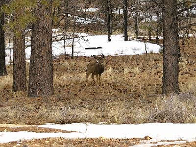 On the way out of the park we spot some more deer.