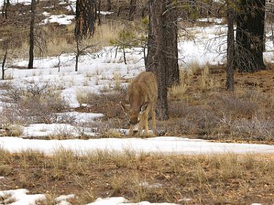 Nearing the exit, we spot more deer