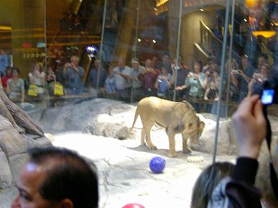 One of the two young male lions.