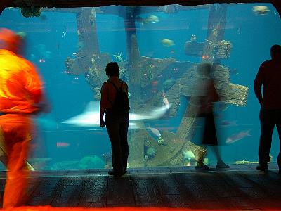 The shark aquarium had what was supposed to be the remains of an old wooden boat decaying at the bottom of the sea. It looked to be made of concrete.