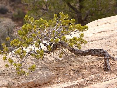 Saturday  2007-03-10  Natural Bridges National Monument, Utah  This is a baby Pinon Pine clinging to life in the sandstone.