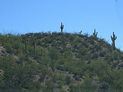 Sunday  2007-03-11  Heading south, Arizona  A sure sign that you are entering the Sonoran Desert is when the Saguaro Cactus start to appear.     Next folder:    Tucson