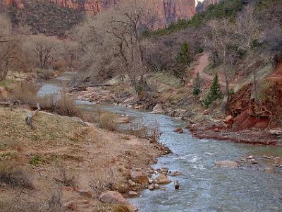 The evergreens, juniper and pine, are widespread throughout Zion. Juniper has a bluish berry-like fruit which takes two years to mature and the bark is fibrous and easily peels off its base.  The single-leaf pinion is the common pine seen on the rocky cliff sides in Zion National Park