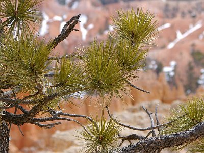 This could be a Limber Pine, so named because of its flexibility in winds. These grow at lower elevations in the park.