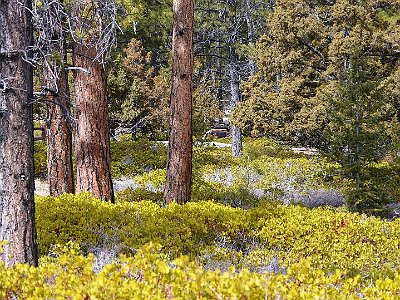 The three trees  with the brown trunks are Ponderosa Pines. The ones on the right are possibly Junipers.