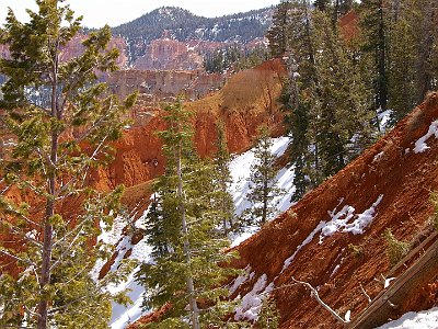 The Ponderosa Canyon. Here at Ponderosa Point, Blue Spruce, Douglas-fir and White Fir are the most common tree species.