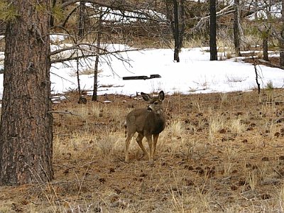 On the way out of the park we spot some more deer.