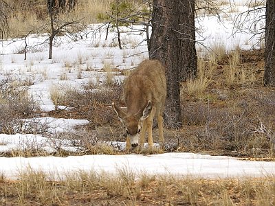 Nearing the exit, we spot more deer   Capitol Reef is next