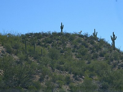 A sure sign that you are entering the Sonoran Desert is when the Saguaro Cactus start to appear.