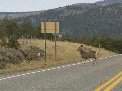 We proceed along SR29 and see some more  ruminant mammals.