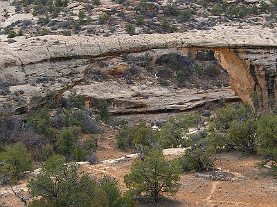 You can see the cracks starting to form and one or more of them may be fatal. The trees are Pinyon and juniper.