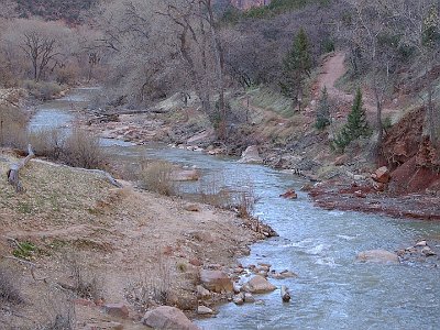 The evergreens, juniper and pine, are widespread throughout Zion. Juniper has a bluish berry like fruit which takes two years to mature and the bark is fibrous and easily peels off its base.  The single leaf pinion is the common pine seen on the rocky cliff sides in Zion National Park