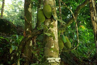 THURSDAY 16 OCTOBER 2008   On the way back down, I meet Jenni coming up.  She's found a durian tree and we're surprised to find that the durian fruit grows out of the trunk, not the branches.  The Orang Asli ('original people') harvest the durian and sell the fruit in the many roadside stalls we pass.