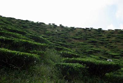 THURSDAY 16 OCTOBER 2008   A couple of kms past Ringlet, we turn into our first tea plantation.