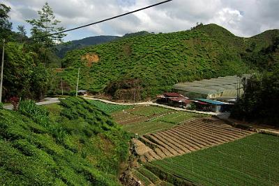 THURSDAY 16 OCTOBER 2008  In the fertile valleys, market vegetable such as cabbage, spring onions, etc are grown.