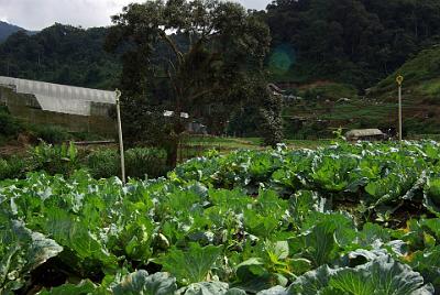 THURSDAY 16 OCTOBER 2008  Some of the market vegetables being grown in the valleys.