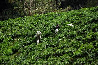 THURSDAY 16 OCTOBER 2008  They use devices like hedge trimmers to harvest the leaves.