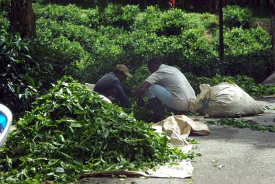 THURSDAY 16 OCTOBER 2008  Then they dump the leaves on the roadside and sort them by hand.