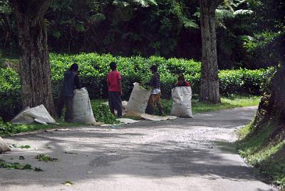 THURSDAY 16 OCTOBER 2008  They then take the re-bagged leaves to the factory at the top of the hill for processing.