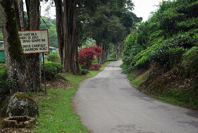 THURSDAY 16 OCTOBER 2008   The road through the plantation is very narrow but scenic.