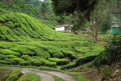 THURSDAY 16 OCTOBER 2008  The plantation here is much more mature than the previous one we visited. The tea-harvesting people must be very fit to climb the steep hills.