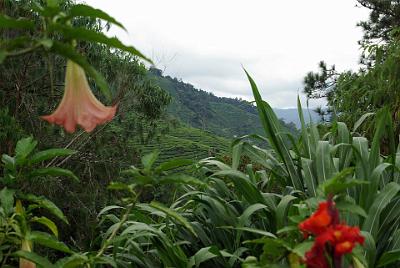 Cameron Highlands