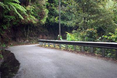 THURSDAY 16 OCTOBER 2008  Steven agrees to take us to the Gunung Brinchang lookout.  The map indicates that the lookout is 6km from the main road.