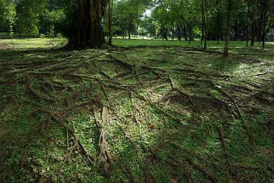 WEDNESDAY 22 OCTOBER 2008 - LAST DAY   The roots of this tree spread like tentacles across the ground.