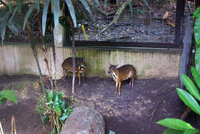 WEDNESDAY 22 OCTOBER 2008 - LAST DAY   The mouse deer are enclosed in a cage.