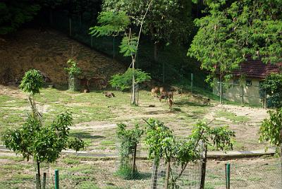 WEDNESDAY 22 OCTOBER 2008 - LAST DAY    Rusa Deer are very sociable and they are rarely found on their own.