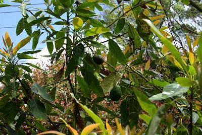 MONDAY 13 OCTOBER 2008  Avocados growing as decoration in the Witches Chase Cheese company grounds.