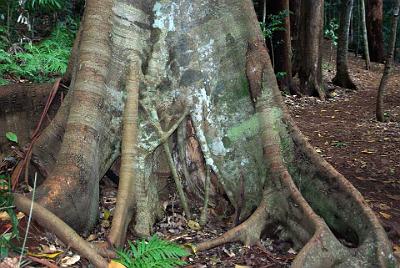 MONDAY 13 OCTOBER 2008  Joaloah National Park contains one of the few remaining areas of natural subtropical rainforest left on the mountain. The rest was destroyed in the early 20th century.