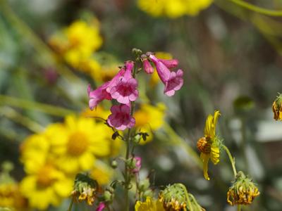 Arizona-Sonora Desert Museum. Desert flowers in bloom.