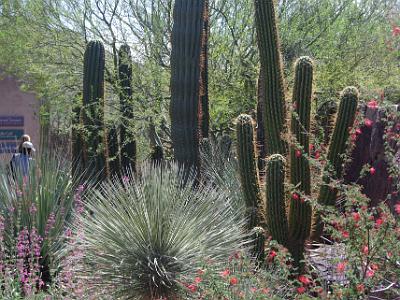 Arizona-Sonora Desert Museum. Saguaro, desert flowers and other desert foliage.