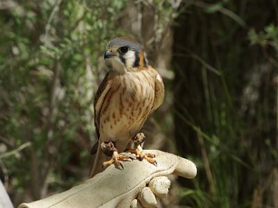 Sunday 2009-03-22&nbsp;&nbsp;   Arizona-Sonora Desert Museum  The American Kestrel is the smallest falcon in the US. This is a 10 year old female; males have blue-gray wings and a more rust coloured tail than females, which are brown overall and have a lighter breast than the males.