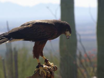 A Harris's Hawk (spelling courtesy of the Arizona-Sonora Desert Museum web site)