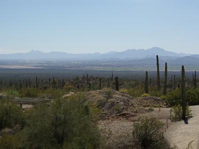 Sunday 2009-03-22&nbsp;&nbsp;   Arizona-Sonora Desert Museum  The saguaro's range is almost completely restricted to southern Arizona and western Sonora.  They grow from sea level to about 4000 feet. In the northern part of their range they are most numerous on warmer south facing slopes like this one.