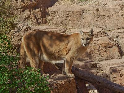 Mountain Lion or Puma - a beautiful animal.