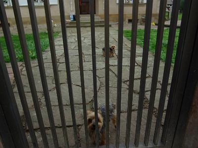 Friday 2009-04-03 &nbsp;&nbsp;&nbsp;  Walking tour of Romanswiller  These dogs were hilarious. They were shaking with fear and yapped unconvincingly to make us go away.